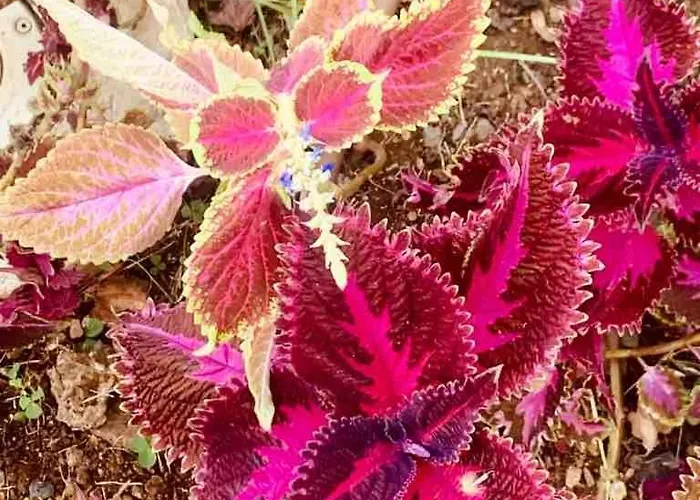 With Mountain View فونشال