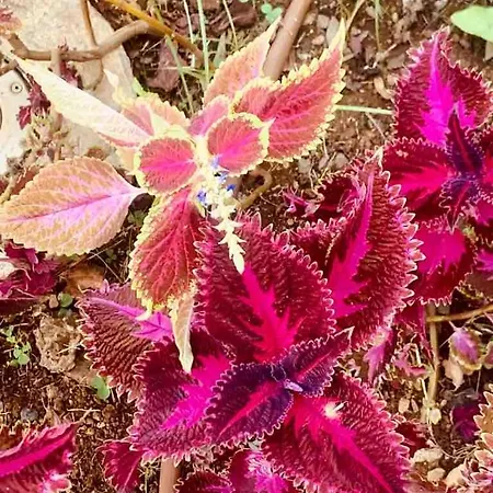 With Mountain View 푼샬